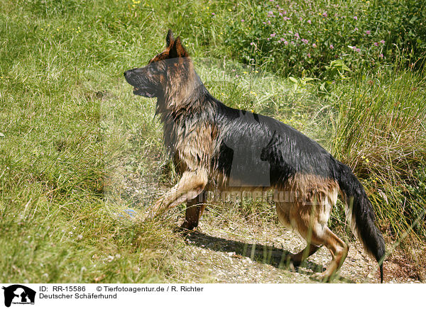 Deutscher Schferhund / German Shepherd / RR-15586