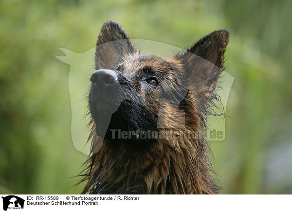 Deutscher Schferhund Portrait / German Shepherd / RR-15589