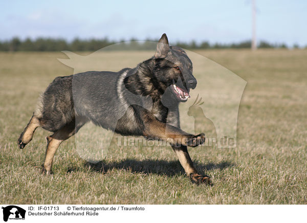Deutscher Schferhund Rde / IF-01713