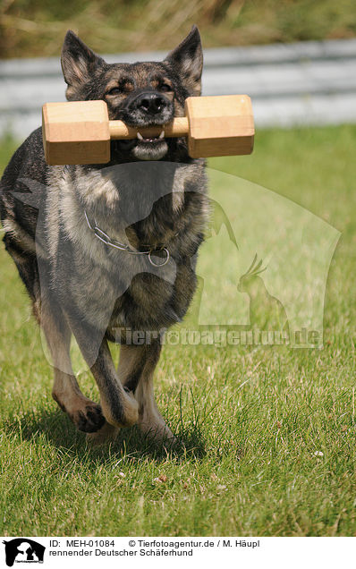 rennender Deutscher Schferhund / running German Shepherd / MEH-01084