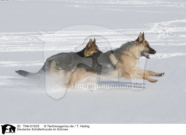 Deutsche Schferhunde im Schnee / German Shepherds in snow / THA-01005