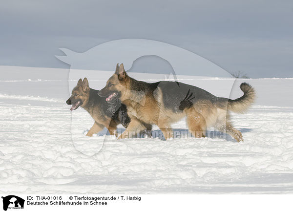 Deutsche Schferhunde im Schnee / German Shepherds in snow / THA-01016