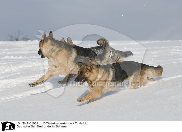 Deutsche Schferhunde im Schnee / German Shepherds in snow / THA-01032