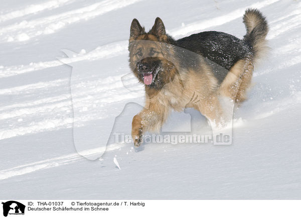 Deutscher Schferhund im Schnee / German Shepherd in snow / THA-01037