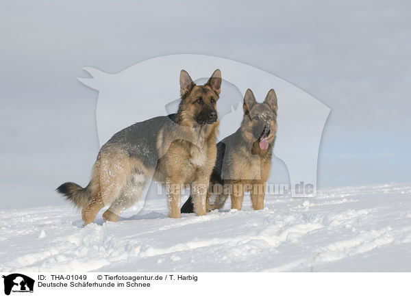 Deutsche Schferhunde im Schnee / German Shepherds in snow / THA-01049