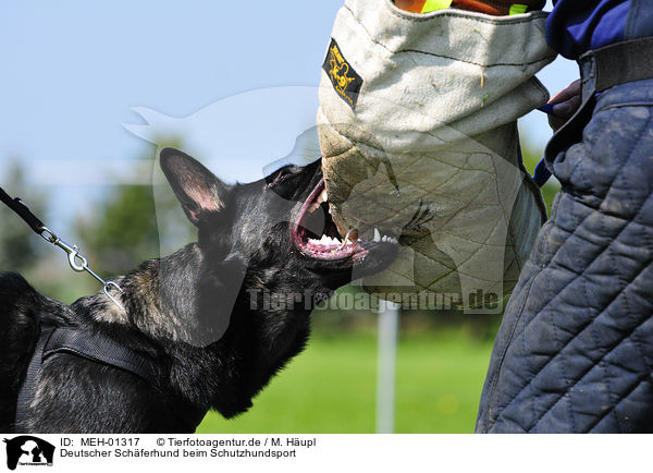 Deutscher Schferhund beim Schutzhundsport / German Shepherd / MEH-01317