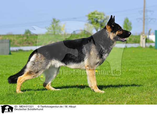 Deutscher Schferhund / German Shepherd / MEH-01321