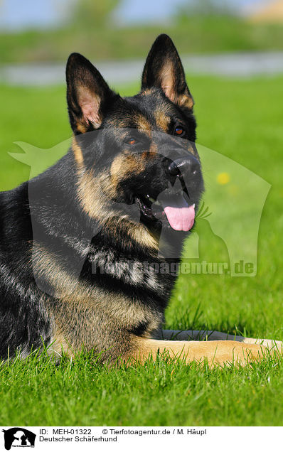 Deutscher Schferhund / German Shepherd / MEH-01322