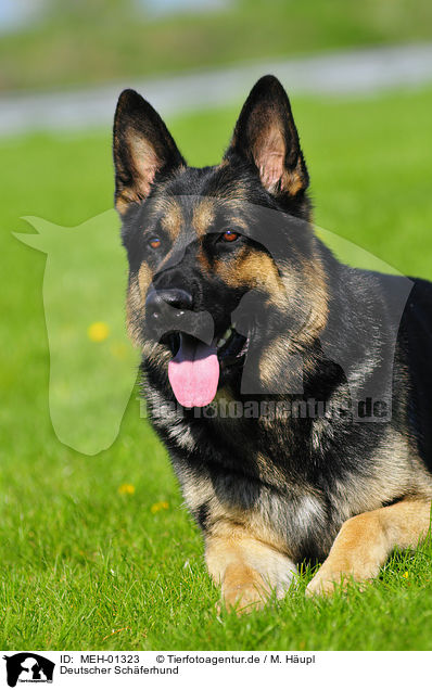 Deutscher Schferhund / German Shepherd / MEH-01323