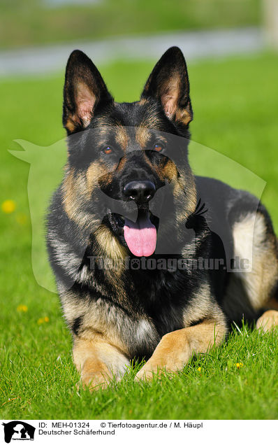 Deutscher Schferhund / German Shepherd / MEH-01324