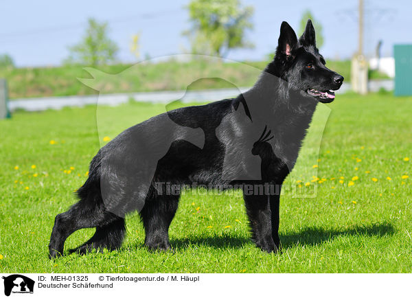Deutscher Schferhund / German Shepherd / MEH-01325