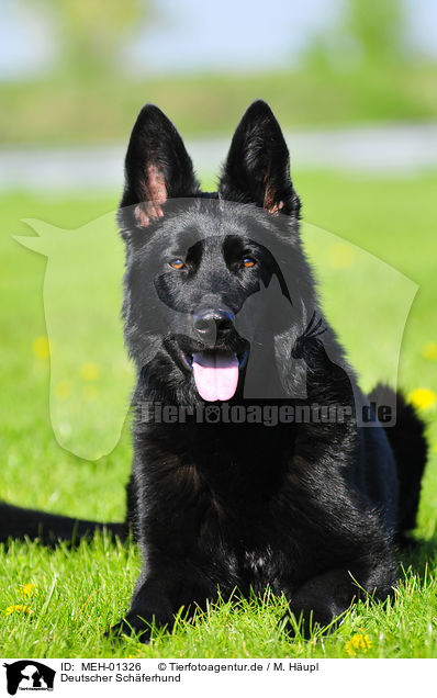 Deutscher Schferhund / German Shepherd / MEH-01326