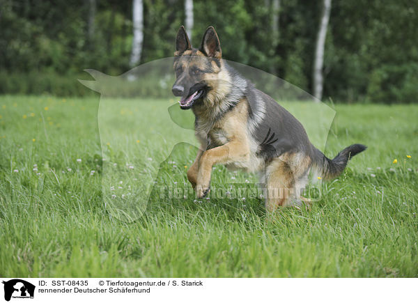 rennender Deutscher Schferhund / SST-08435