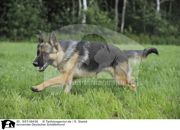 rennender Deutscher Schferhund / SST-08436