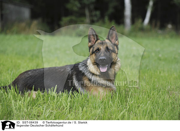 liegender Deutscher Schferhund / SST-08439