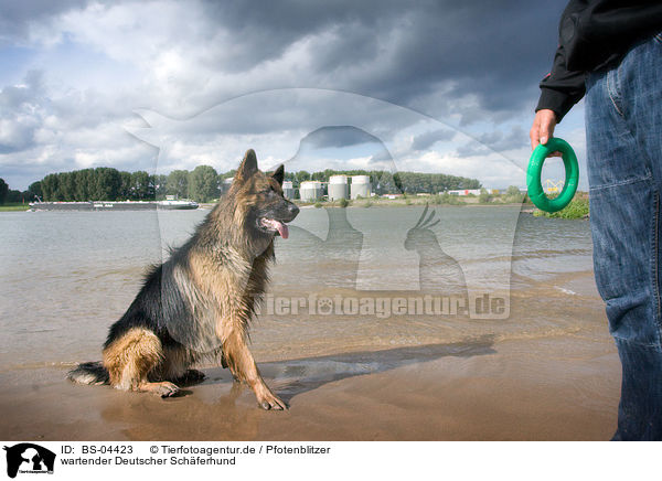 wartender Deutscher Schferhund / waiting German Shepherd / BS-04423