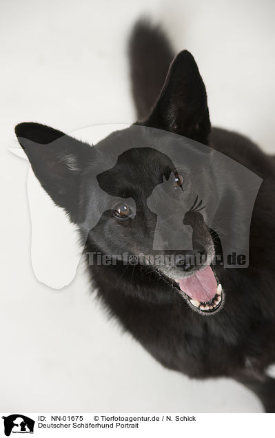Deutscher Schferhund Portrait / NN-01675