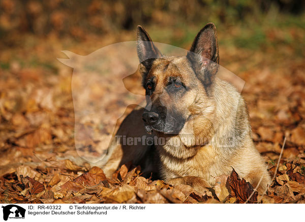 liegender Deutscher Schferhund / RR-40322