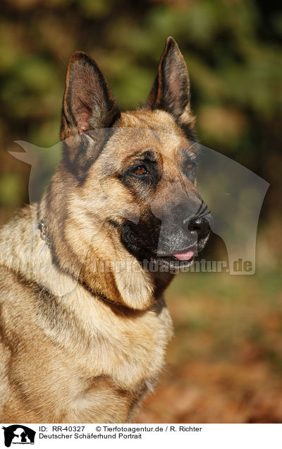 Deutscher Schferhund Portrait / RR-40327