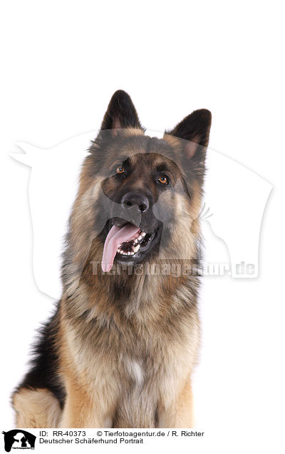 Deutscher Schferhund Portrait / RR-40373
