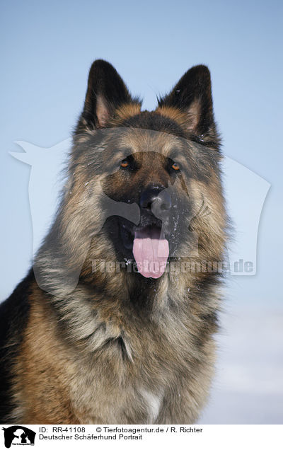Deutscher Schferhund Portrait / RR-41108