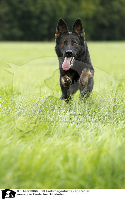 rennender Deutscher Schferhund / running German Shepherd / RR-63066