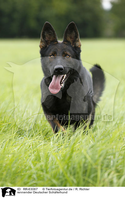 rennender Deutscher Schferhund / running German Shepherd / RR-63067