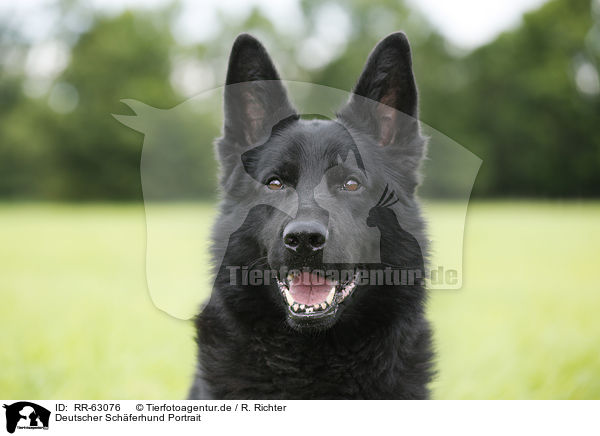 Deutscher Schferhund Portrait / German Shepherd Portrait / RR-63076