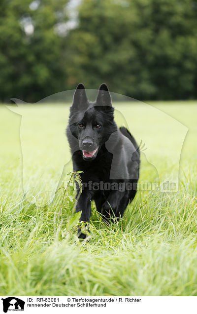 rennender Deutscher Schferhund / running German Shepherd / RR-63081