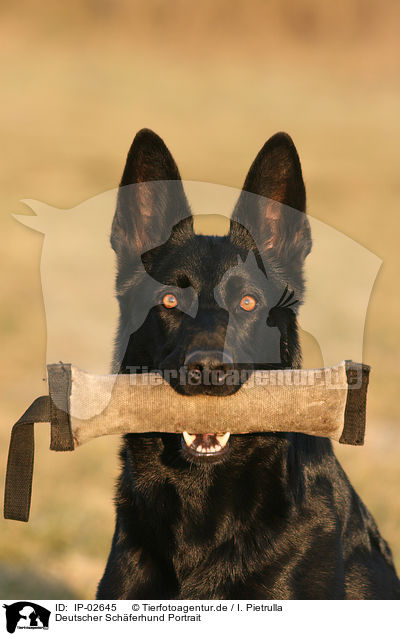 Deutscher Schferhund Portrait / German Shepherd Portrait / IP-02645