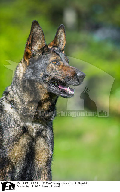 Deutscher Schferhund Portrait / SST-16352