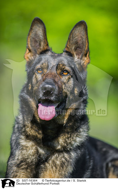 Deutscher Schferhund Portrait / SST-16364