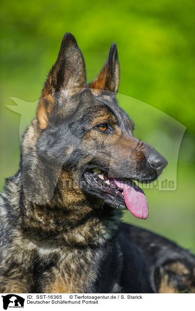 Deutscher Schferhund Portrait / SST-16365