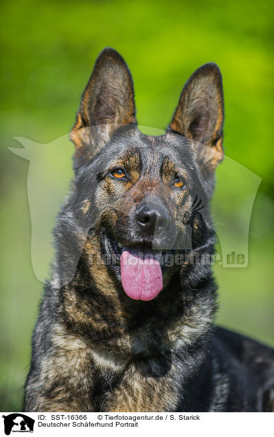 Deutscher Schferhund Portrait / SST-16366