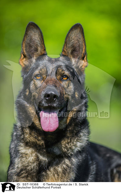 Deutscher Schferhund Portrait / SST-16368