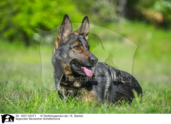 liegender Deutscher Schferhund / SST-16371
