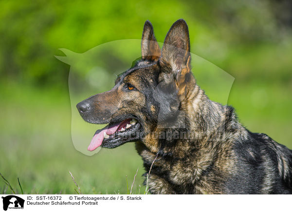 Deutscher Schferhund Portrait / SST-16372