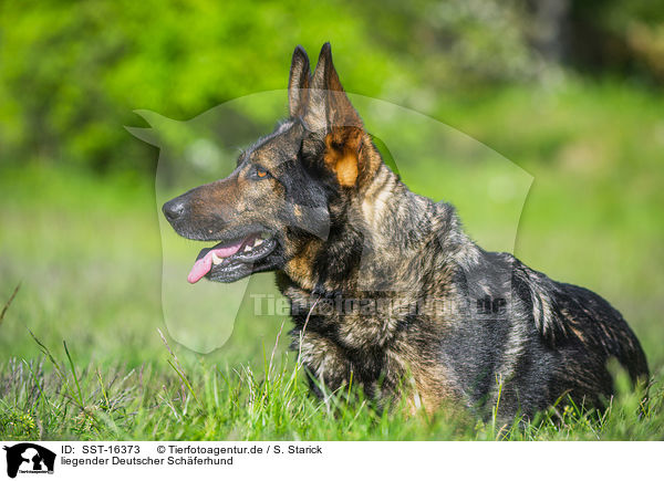liegender Deutscher Schferhund / SST-16373