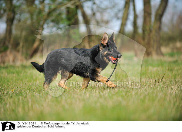 spielender Deutscher Schferhund / playing German Shepherd / YJ-12681