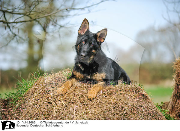 liegender Deutscher Schferhund / lying German Shepherd / YJ-12683