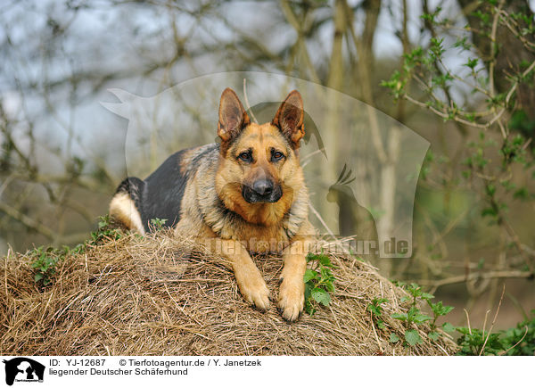 liegender Deutscher Schferhund / YJ-12687