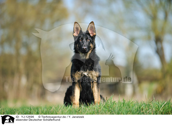 sitzender Deutscher Schferhund / sitting German Shepherd / YJ-12696