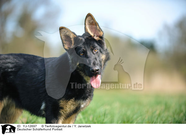 Deutscher Schferhund Portrait / YJ-12697