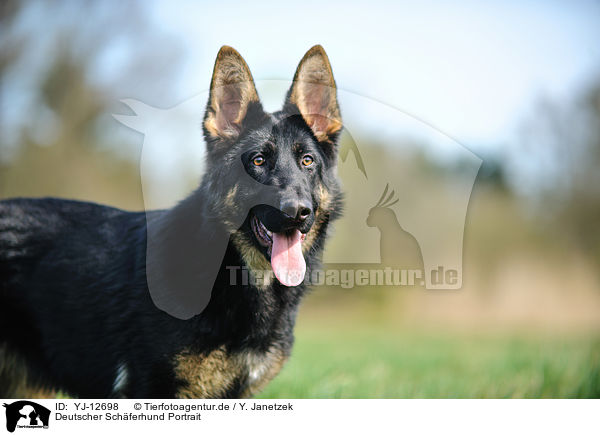 Deutscher Schferhund Portrait / YJ-12698