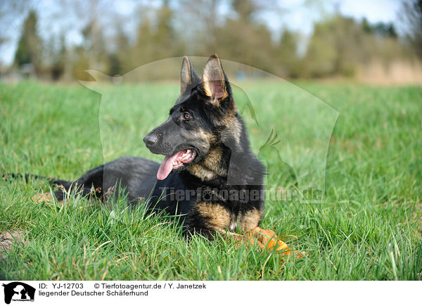 liegender Deutscher Schferhund / YJ-12703