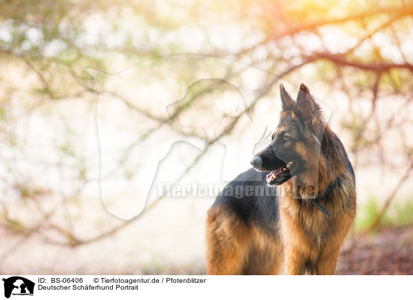 Deutscher Schferhund Portrait / BS-06406
