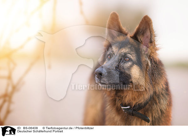 Deutscher Schferhund Portrait / BS-06408