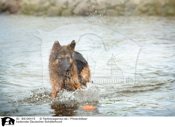 badender Deutscher Schferhund / BS-06415