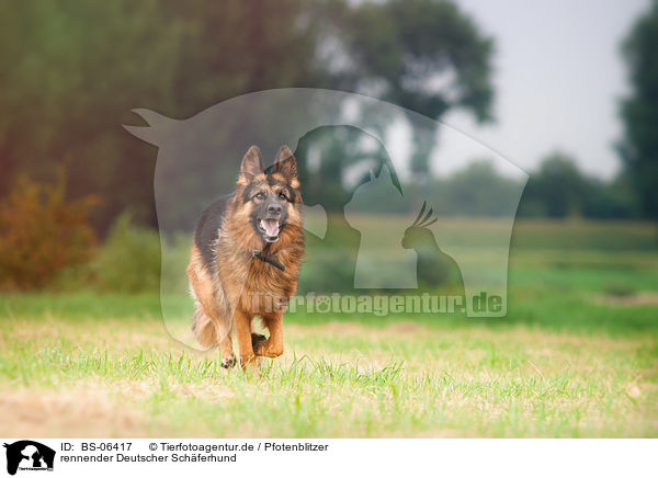 rennender Deutscher Schferhund / BS-06417