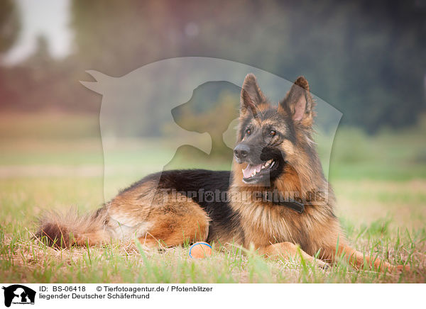 liegender Deutscher Schferhund / BS-06418
